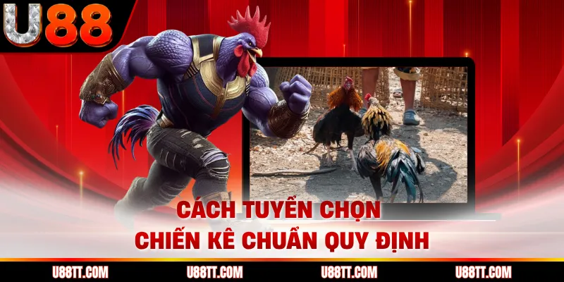 Cách tuyển chọn chiến kê chuẩn quy định