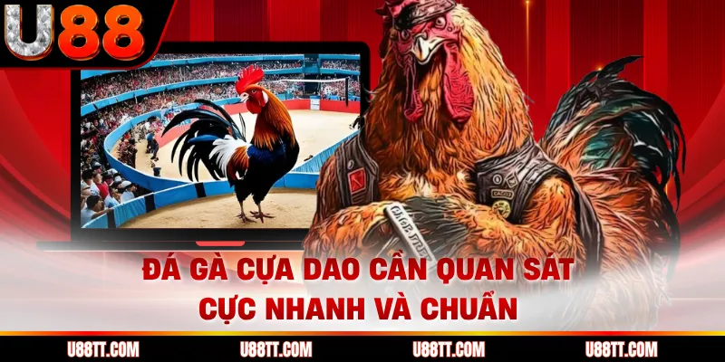 Đá gà cựa dao cần quan sát cực nhanh và chuẩn