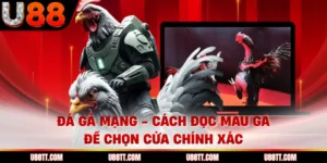 Đá Gà Mạng - Cách Đọc Màu Gà Để Chọn Cửa Chính Xác