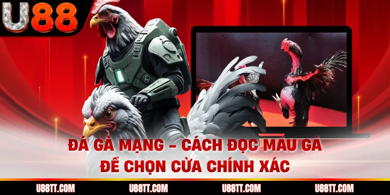 Đá Gà Mạng - Cách Đọc Màu Gà Để Chọn Cửa Chính Xác