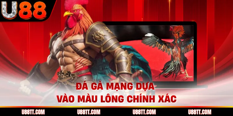 Đá gà mạng dựa vào màu lông chính xác