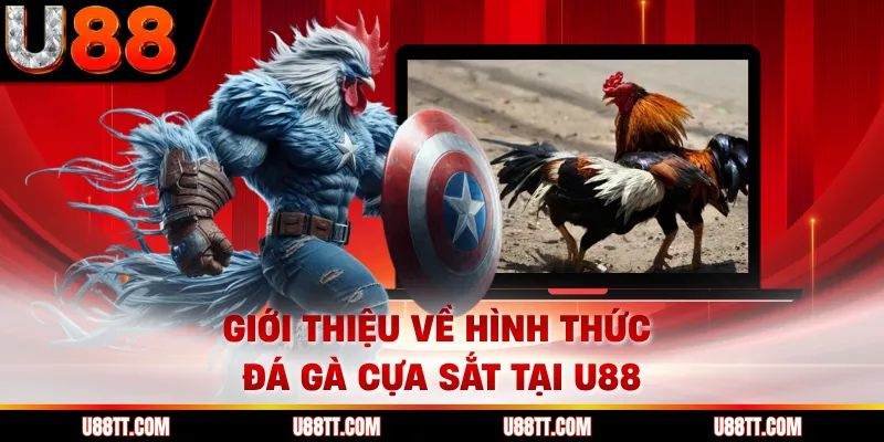 Giới thiệu về hình thức đá gà cựa sắt tại U88 