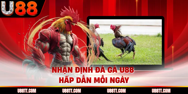 Nhận định đá gà U88 hấp dẫn mỗi ngày