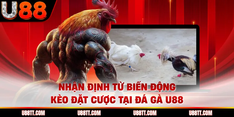 Nhận định từ biến động kèo đặt cược tại đá gà U88